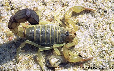 Scorpion from the Eastern Desert