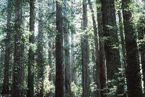 Redwoods, Word Mutation